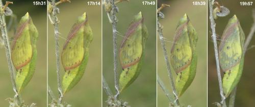 Réf. 308 504 : Colias hyale